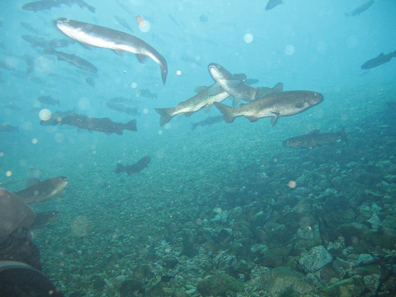 BennettSprings 008.JPG - More trout, some backscatter as well.